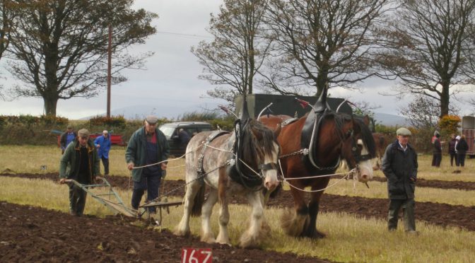Ploughing matches of yesteryear