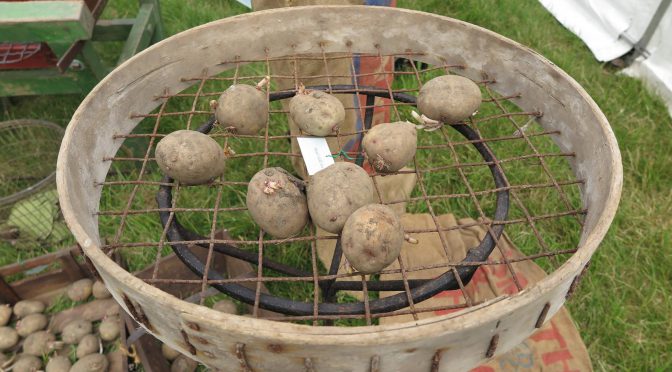 Dressing tatties the old-fashioned way