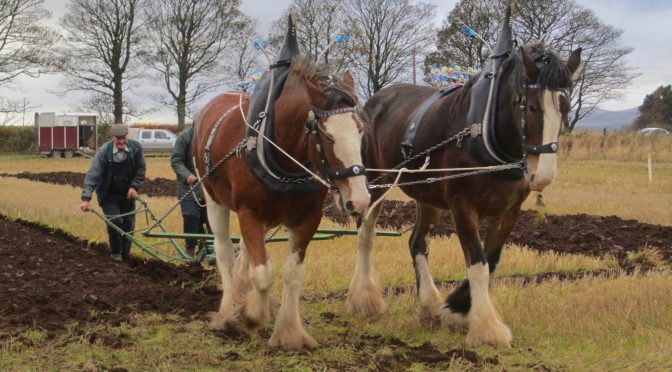 The end of a long tradition: horse ploughs